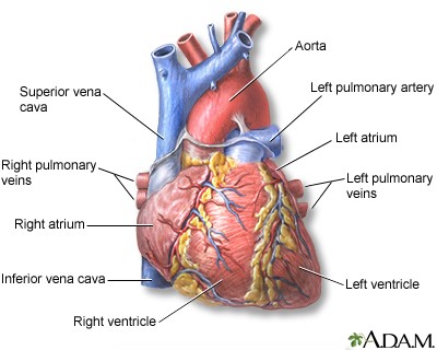 Estructura del corazón